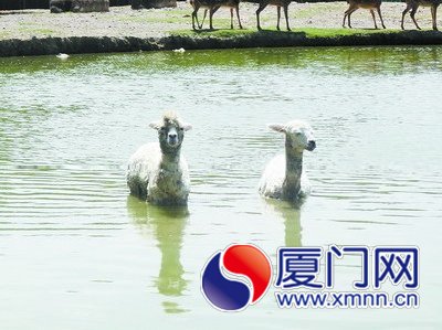 恋水不上岸的“草泥马”。