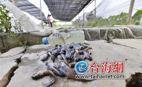 10万牛蛙蝌蚪惨死
