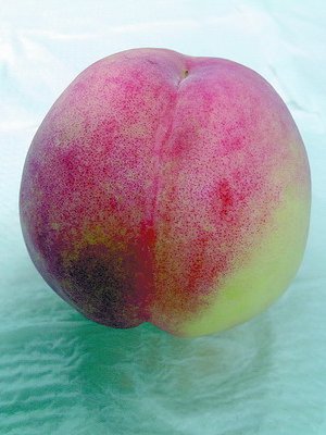 厦门精品水蜜桃