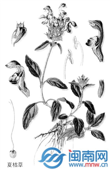 夏枯草