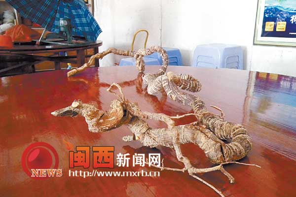 长汀：树根形似蛇！