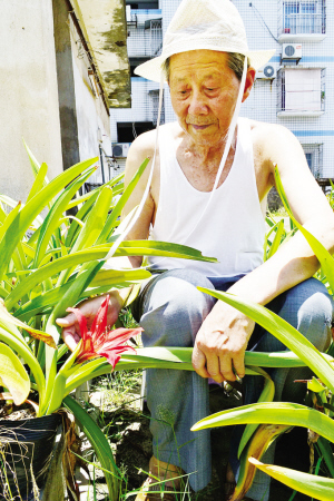 漳州本土的朱顶红