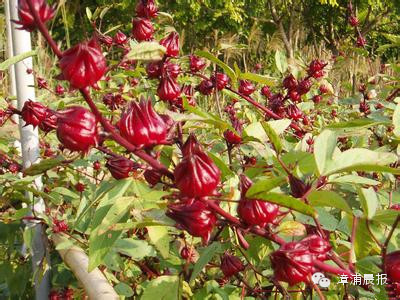 玫瑰茄