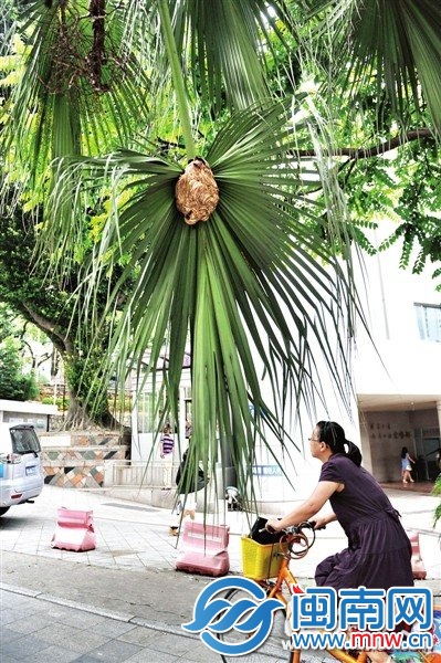 马蜂安家绿化树上