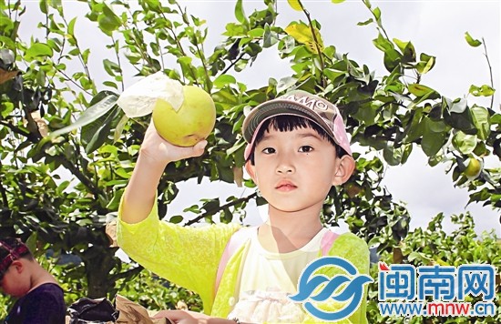 德化梨采摘现场