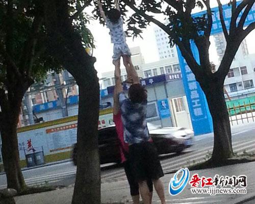 如此“接力”摘芒果很危险