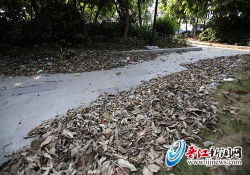 罗山后林公园落叶满地 环境脏乱
