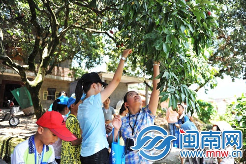 小记者三五成群，男生上树摘，女生则在树下伸长胳膊摘