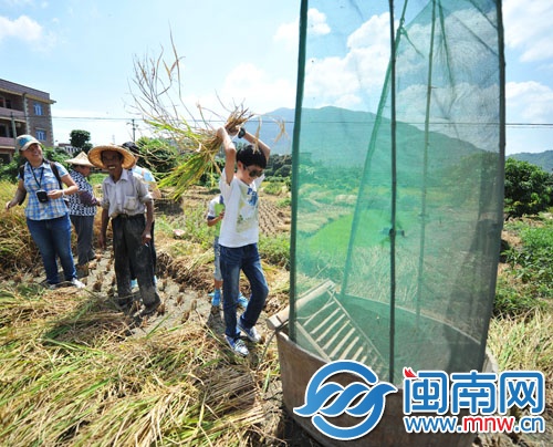 小记者亲身体验打谷子
