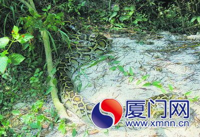 蟒蛇深夜出来“寻夫”