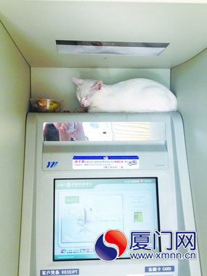小猫一直窝在银行