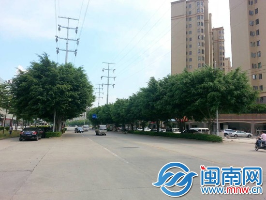 金峰路：绿化树过高挡路灯