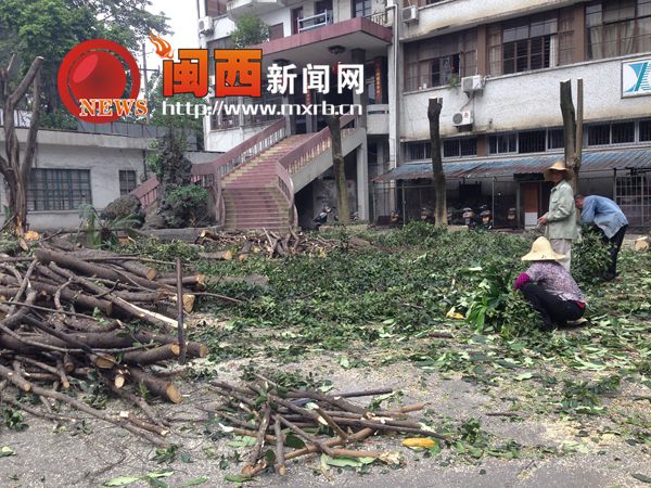新罗：树头被蚂蚁蛀蚀大树突然倒下 五六部车被砸3