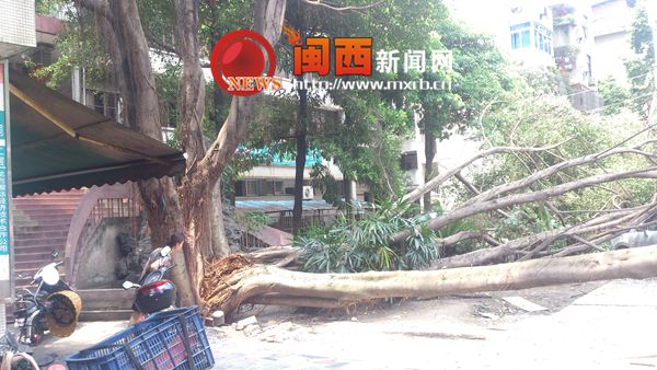 新罗：树头被蚂蚁蛀蚀大树突然倒下 五六部车被砸