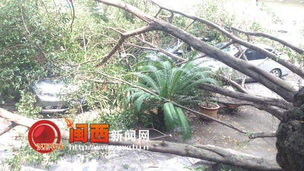 新罗：树头被蚂蚁蛀蚀大树突然倒下 五六部车被砸1