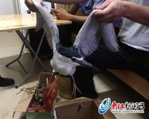 巡逻人员路边捡回的这只鸟，居然是国家二级保护动物 