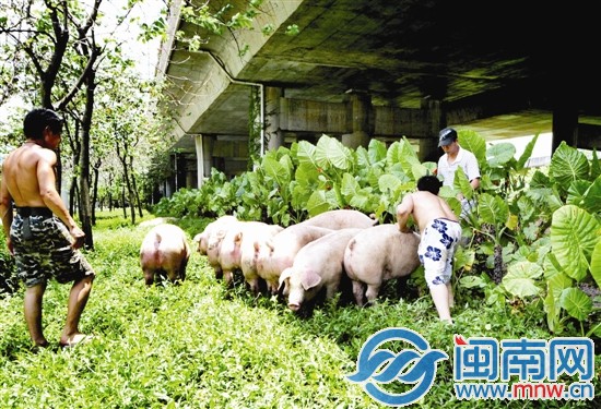 晒得受不了了，它们都躲到桥下