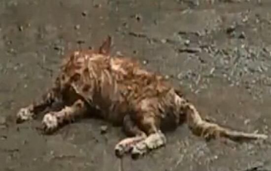 哈尔滨虐猫事件 小猫被用开水烫死高空扔下