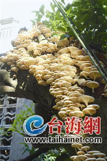 枯掉一半的树上长出了400多个白蘑菇