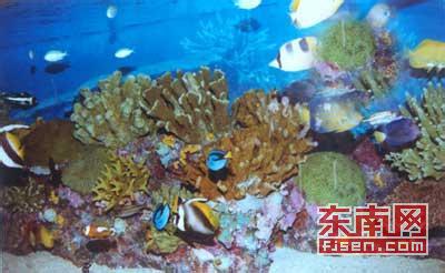 东山珊瑚资源有了“护身符”1
