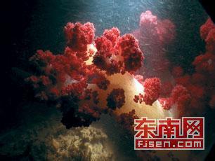 东山珊瑚资源有了“护身符”