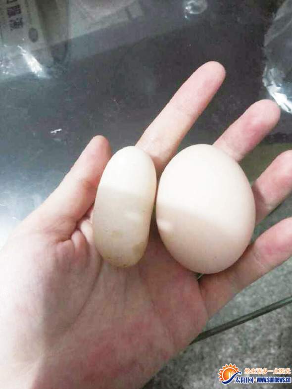 奇葩鸡蛋(左)和正常鸡蛋对比