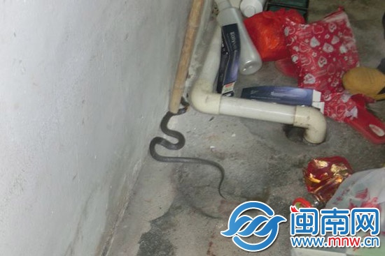 剧毒眼镜蛇窜进理发店