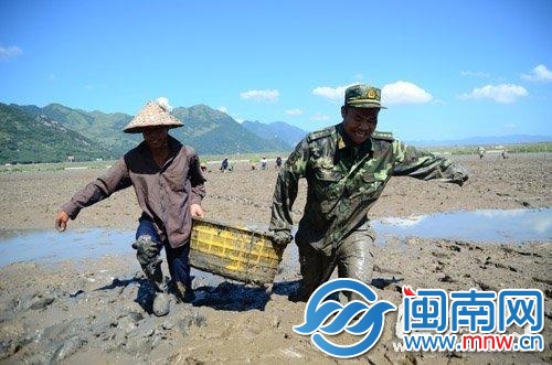 昨日，宁德市蕉城区飞鸾镇，边防民警帮助养殖户抢收 