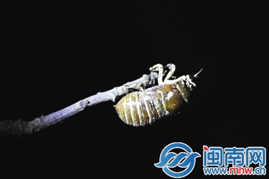 破土上树