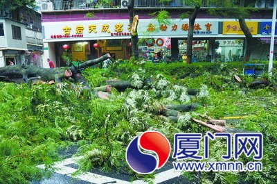 二十米高树木被强风“腰斩”，树干几被白蚁蛀空