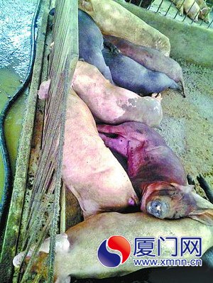 猪是被雷电劈死的