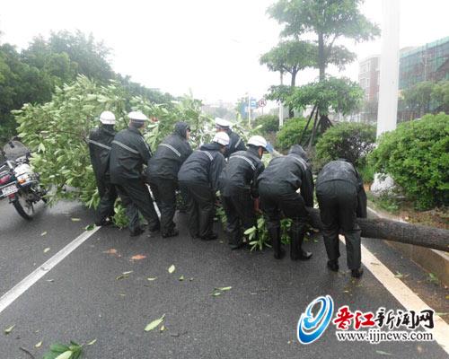 罗山福兴路段一棵大树被台风吹倒